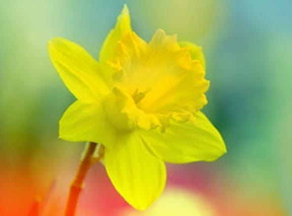 a single daffodil on an obscured field