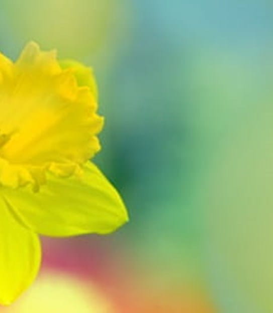 a single daffodil on an obscured field