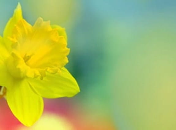 une seule jonquille sur un champ obscurci