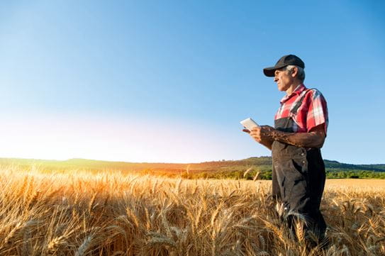 A farmer stands in a wheat field 