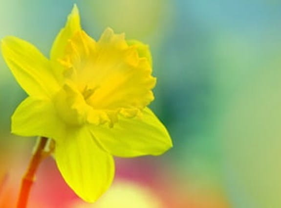 a single daffodil on an obscured field