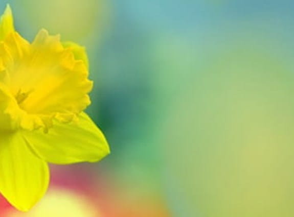 a single daffodil on an obscured field
