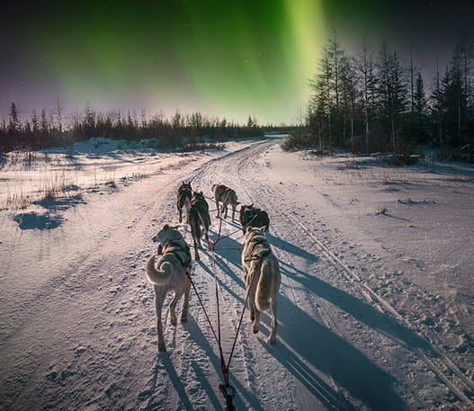 A team of six sled dogs running at night with green northern lights in the sky
