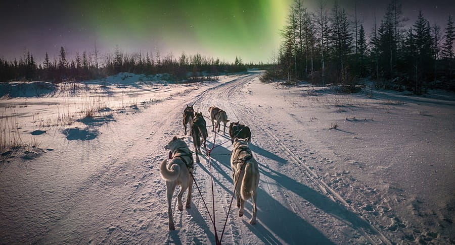 A team of six sled dogs running at night with green northern lights in the sky