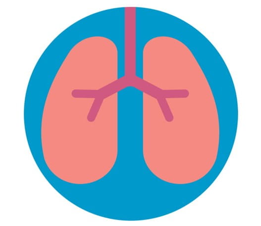 Image of the lungs