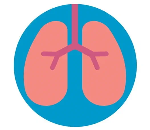 Image of the lungs