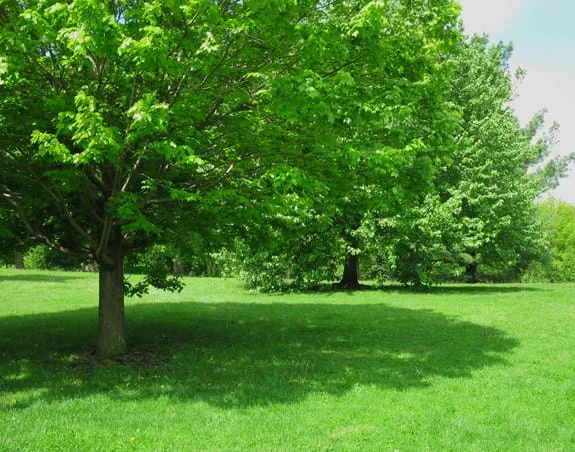 A large tree producing shade