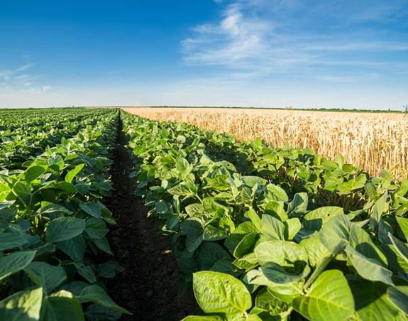 A field of crops