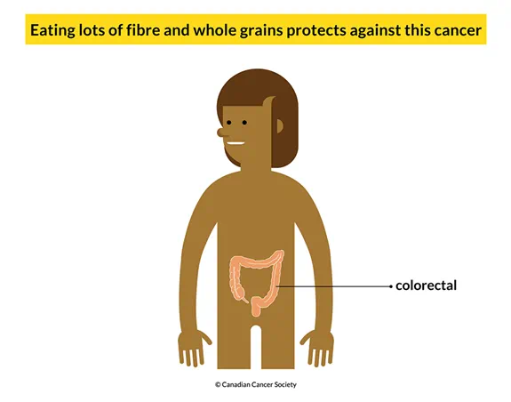 Body showing that eating lots of fibre and whole grains protects against colorectal cancer