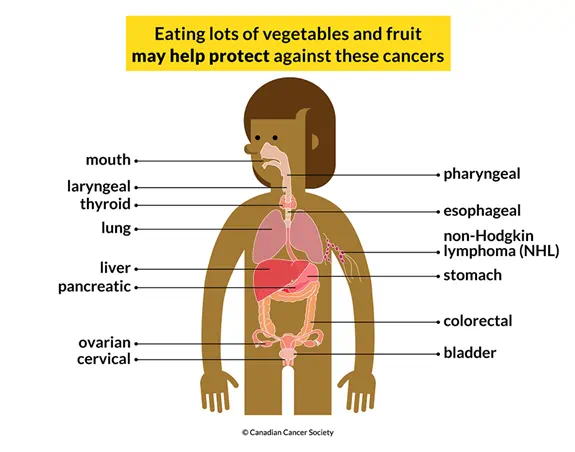 Body showing 14 cancers that eating veggies and fruit may help protect against: mouth, lung, cervical, stomach, etc.