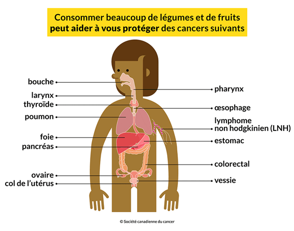 Un corps où sont identifiés 14 cancers que la consommation de légumes et de fruits peut aider à prévenir : bouche, poumon, col de l’utérus, estomac, etc.