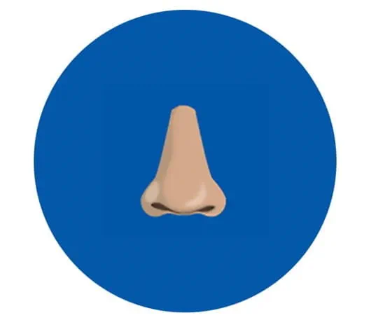 A nose