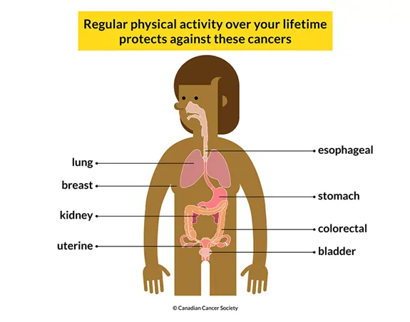 Body showing that regular physical activity protects against lung, breast, kidney and other cancers