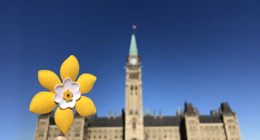 A daffodil shaped pin is held up in front of the Canadian parliament building