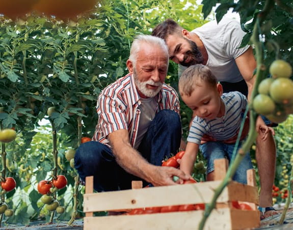 A father son and grandfather are placing tomatoes in a basket at a tomato field