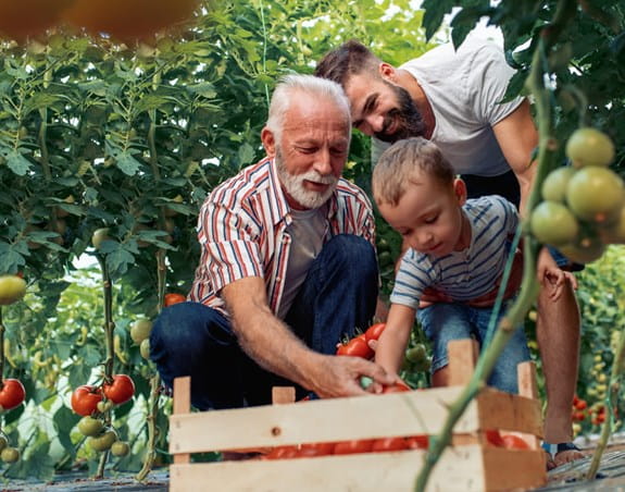 Un père, son fils et un grand-père dans un champ, plaçant des tomates dans un panier.