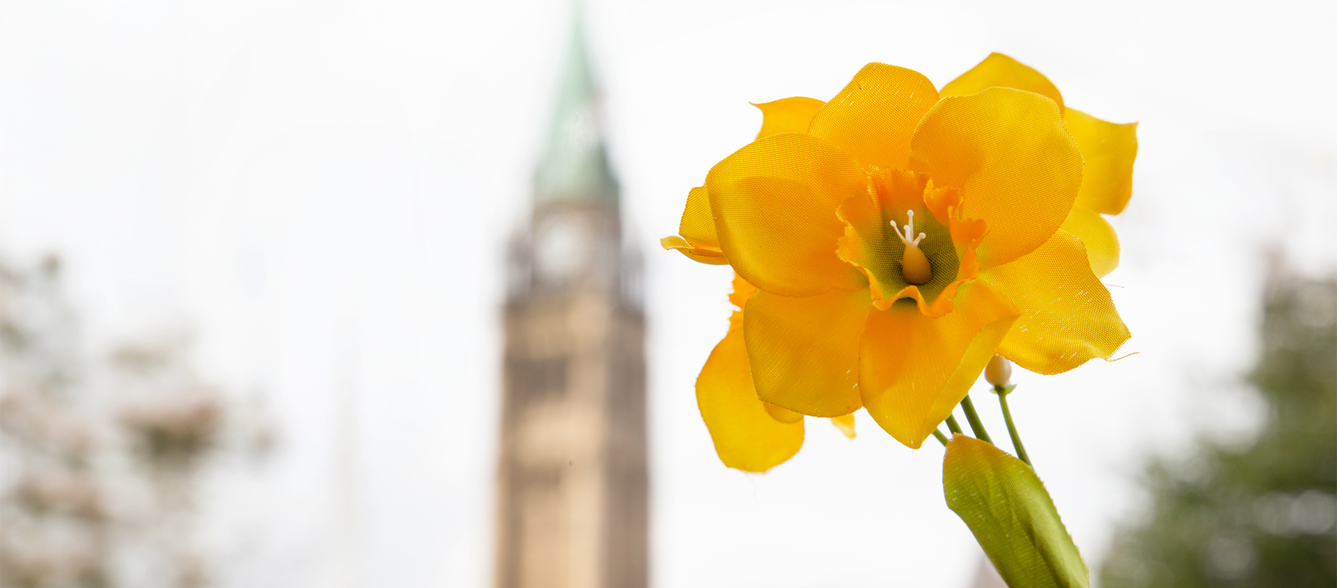 A yellow daffodil in bloom with Parliament Hill in Ottawa in the background.