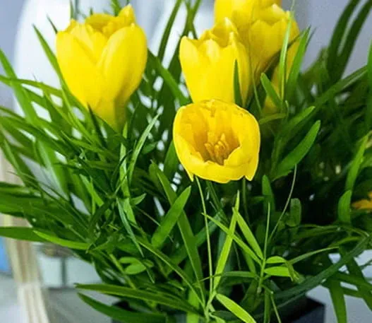 A bouquet of daffodils