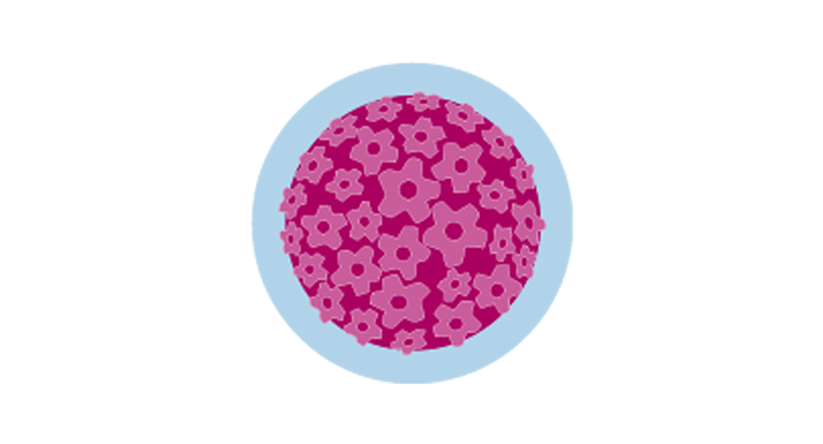 An icon of the human papillomavirus.