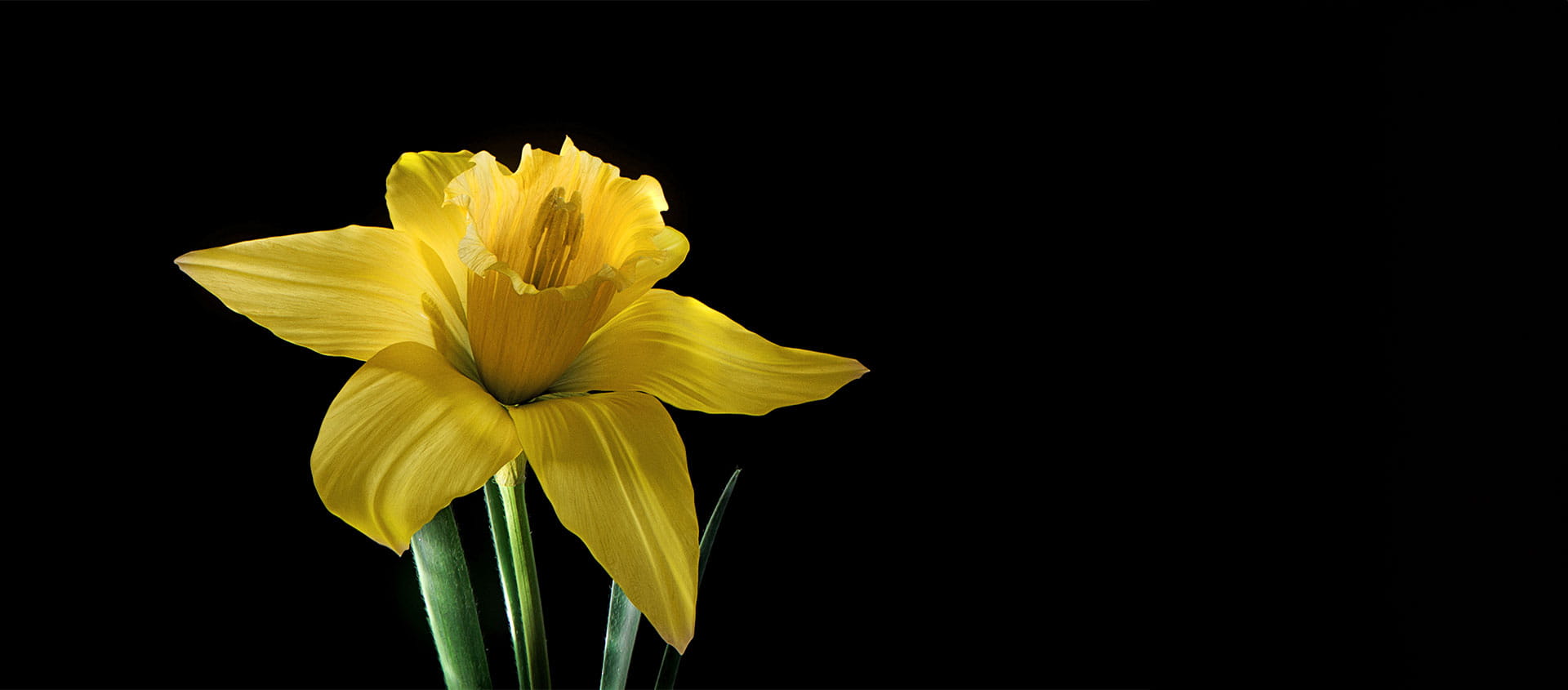 A daffodil unfurls over a black background