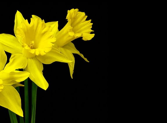 Three daffodils