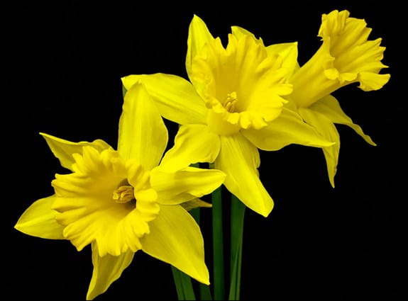Three daffodils