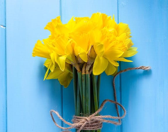 Daffodil flowers on blue background