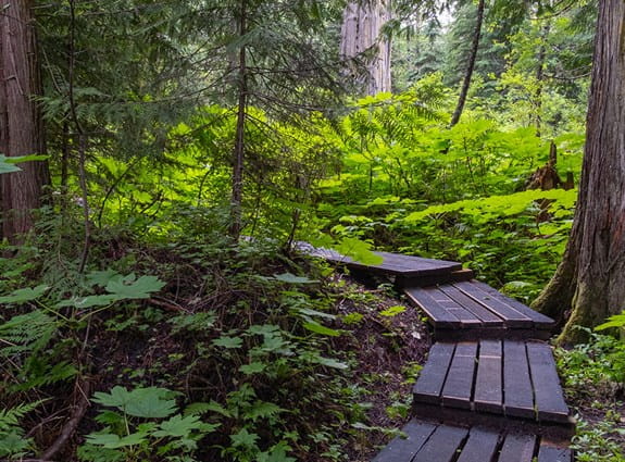 Ancient Forest/Chun T'oh Whudujut Provincial Park, British Columbia, Canada