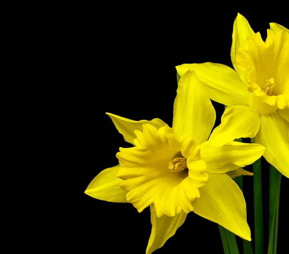 daffodil flower on blank background 